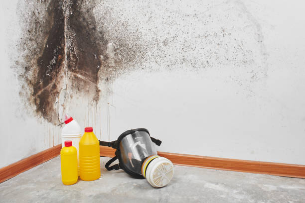 Best Mold Testing  in Long Branch, VA