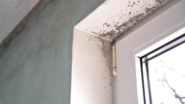 Best Professional Mold Removal  in Long Branch, VA