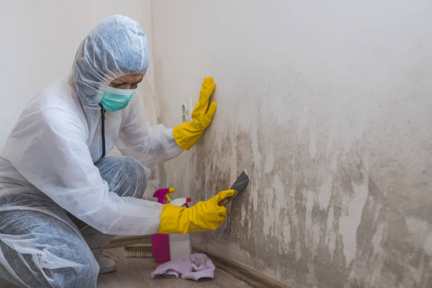 Best Same-Day Mold Removal  in Long Branch, VA