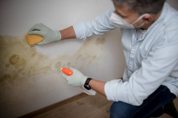 Best Best Mold Removal Companies  in Long Branch, VA