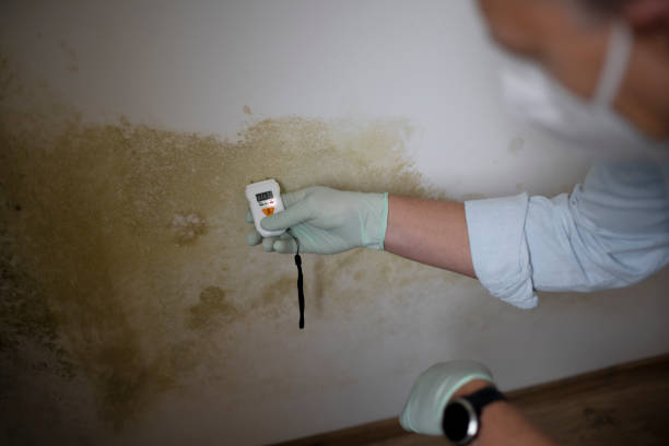 Best Emergency Mold Removal  in Long Branch, VA