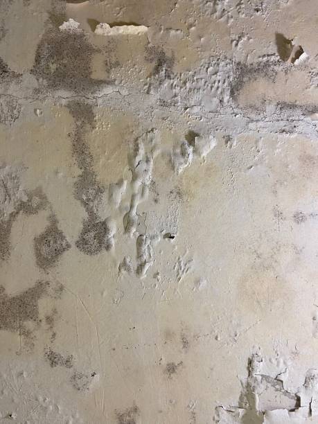 Best Home Mold Removal  in Long Branch, VA