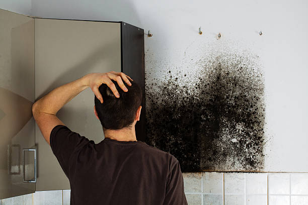 Best Mold Damage Repair  in Long Branch, VA
