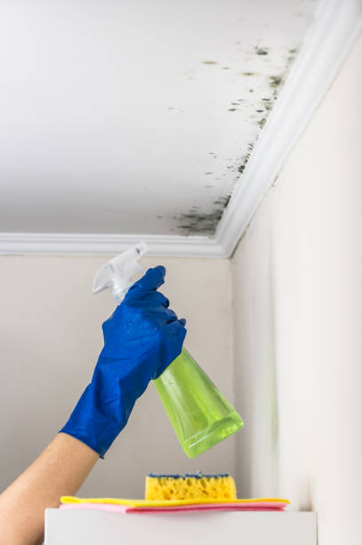 Best Mold Testing  in Long Branch, VA