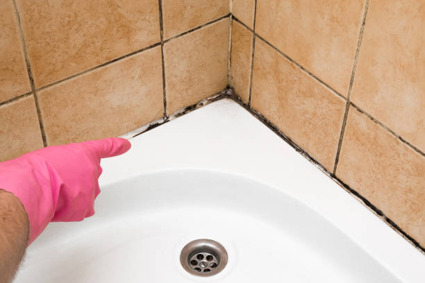 Best Residential Mold Removal  in Long Branch, VA
